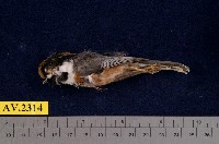 藏品(紅頭山雀)的圖片